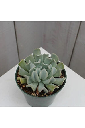 Echeveria Runyonii Topsy Turvy Sukulent Bitki