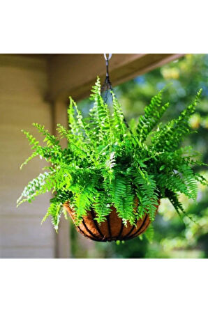 Aşk Merdiveni Fujer Nephrolepis Havayı Temizleyen Bitki