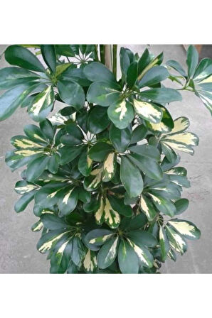 Şeflera-schefflera Arboricola (GOLD CAPELLA)2 Dallı - 90-110cm