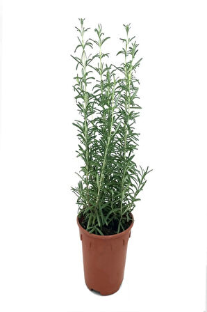 Biberiye Bitkisi Saksıda 25 30cm Ev Ofis Bahçe Bitkisi