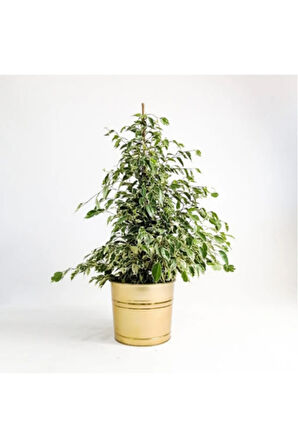 Benjamin Starlight Bitkisi (ALACA YAPRAKLI) 70-80cm