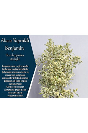 Benjamin Starlight Bitkisi (ALACA YAPRAKLI) 70-80cm