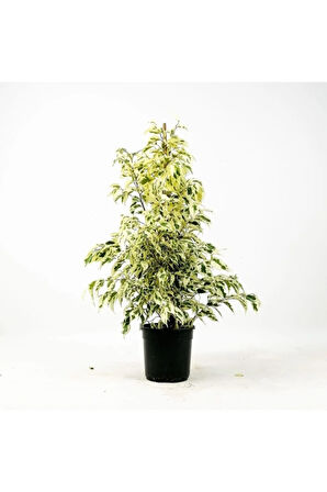 Dolgun Formlu Benjamin Starlight Bitkisi (ALACA YAPRAKLI) 1 Adet 60-80cm