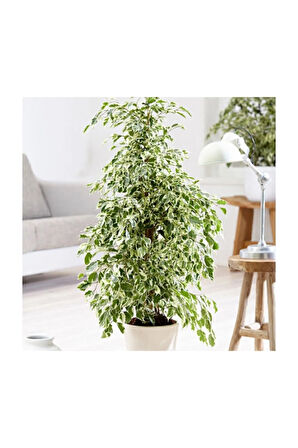 Dolgun Formlu Benjamin Starlight Bitkisi (ALACA YAPRAKLI) 1 Adet 60-80cm