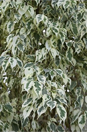 Dolgun Formlu Benjamin Starlight Bitkisi (ALACA YAPRAKLI) 1 Adet 60-80cm