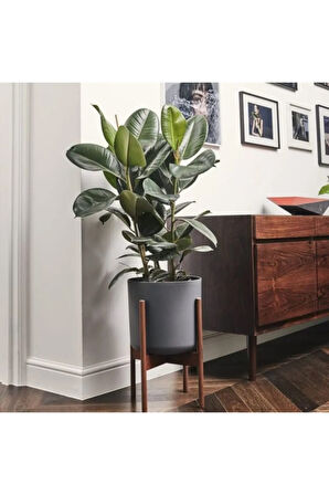 Kauçuk Çiçeği 2'li 80-100cm