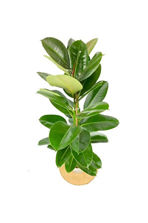 Kauçuk Çiçeği 2'li 80-100cm