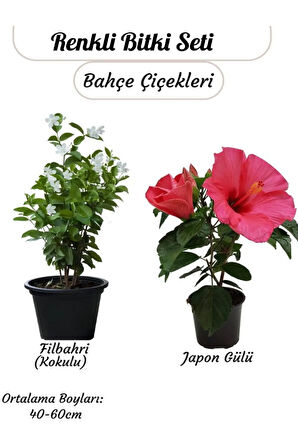 Saksılı 2’li Çiçek Seti – Pembe Japon Gülü & Filbahri (30-50cm Boy Aralığı)