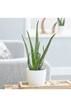 Bol Yavrulu Aloe Vera Bitkisi 40-60 Cm