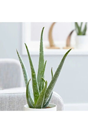 Bol Yavrulu Aloe Vera Bitkisi 40-60 Cm