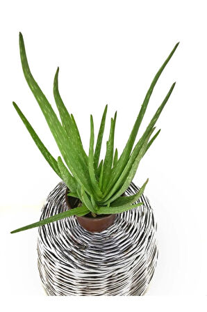 Bol Yavrulu Aloe Vera Bitkisi 40-60 Cm