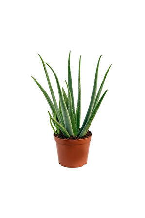 Bol Yavrulu Aloe Vera Bitkisi 40-60 Cm