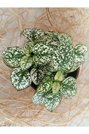 Hypoestes Phyllostachya - Hostes Çiçeği (BEYAZ)