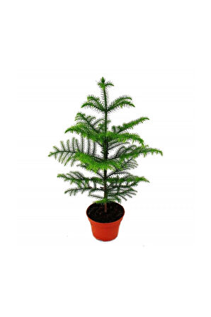 Salon Çamı Arokarya Araucaria 60-80 Cm (ev Bitkisi Ofis Bitkisi Salon Bitkisi)