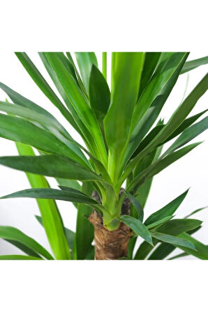 Iki Gövdeli Yuka Çiçeği