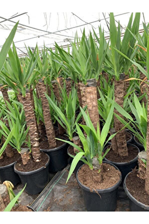 Iki Gövdeli Yuka Çiçeği