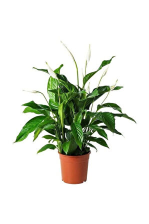 Barış Çiçeği Spathiphyllum Sokak Lambası Ev Bitkisi Ofis Barış Çiçeği 50-80 Cm