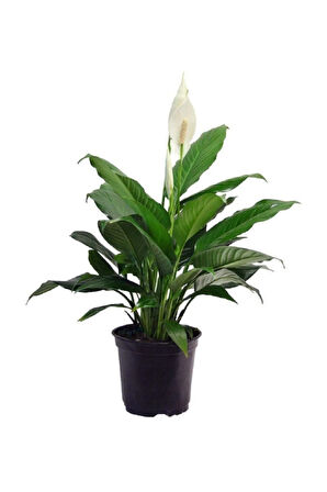 Barış Çiçeği Spathiphyllum Sokak Lambası Ev Bitkisi Ofis Barış Çiçeği 50-80 Cm