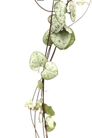 Ceropegia Woodii - Kalp Kalbe Karşı Bitkisi
