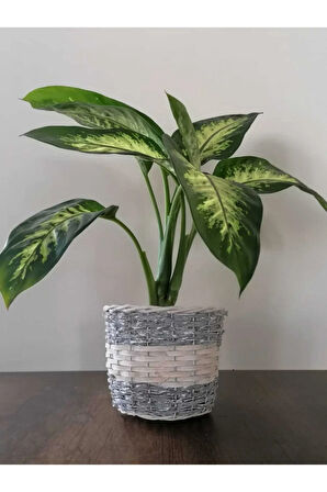 Difenbahya Tropik Salon Bitkisi Tropic Snow 50 - 70 Cm
