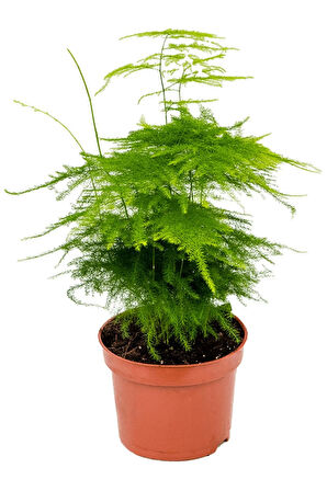 Tül Kuşkonmaz Asparagus 1. Kalite 10 15 Cm