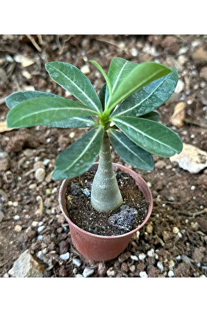 5.5 luk Saksıda Sarı Kırmızı Adenium Çöl Gülü Çiçeği Fidanı