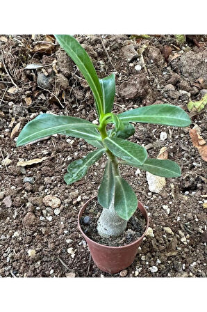 5.5 luk Saksıda Sarı Kırmızı Adenium Çöl Gülü Çiçeği Fidanı