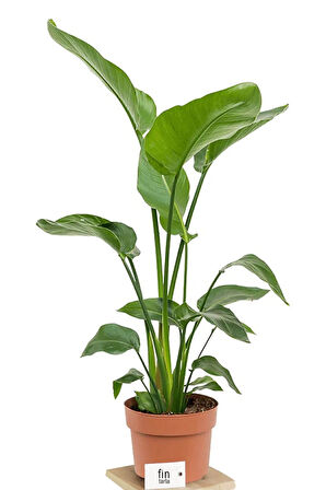 Strelitzia Starliçe Cennet Kuşu Bitkisi 70-90 CM Tek Gövde Salon Ofis Ev İç Mekan Bitkisi
