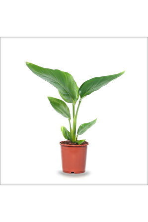 Starliçe Cennet Kuşu (20-40 Cm)