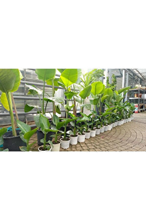 Starliçe Cennet Kuşu (20-40 Cm)