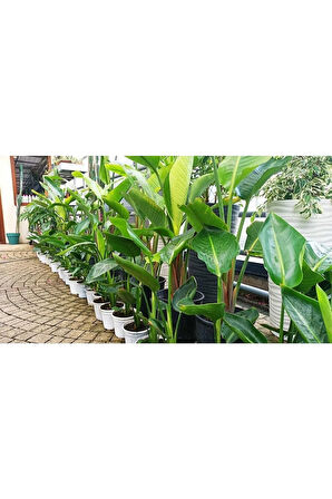 Starliçe Cennet Kuşu (20-40 Cm)