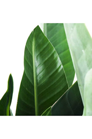 Starliçe Cennet Kuşu (20-40 Cm)