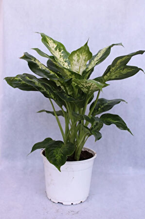 Difenbahya Bitkisi 17 Cm Saksı Çapı 21 Cm Boy Ev Bitkisi Ofis Bitkisi Salon Bitkisi