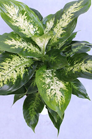 Difenbahya Bitkisi 17 Cm Saksı Çapı 21 Cm Boy Ev Bitkisi Ofis Bitkisi Salon Bitkisi