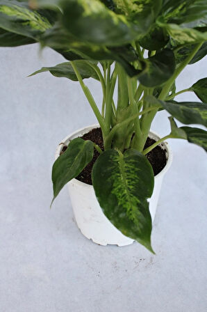 Difenbahya Bitkisi 17 Cm Saksı Çapı 21 Cm Boy Ev Bitkisi Ofis Bitkisi Salon Bitkisi