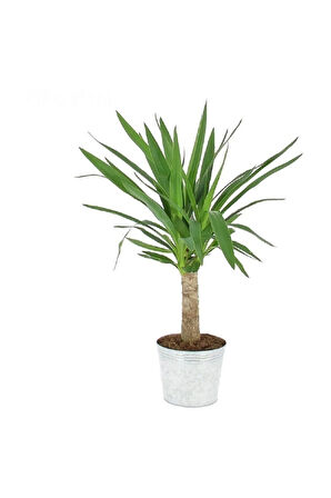 Yucca Jawel Çiçeği Bitkisi Yuka Çelik Gövde 40 50 Cm Ev Bitkisi Salon Bitkisi Ofis Bitkisi