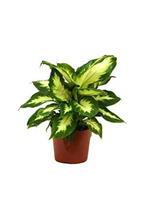 Dıfenbahya Camila 20-30 Cm