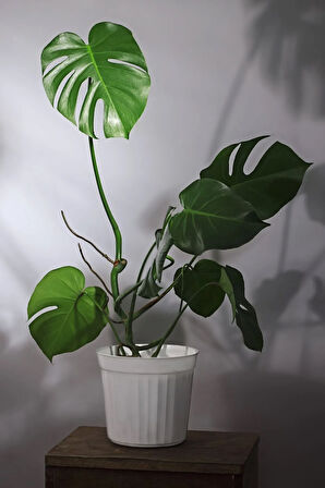 Monstera Deliciosa - Deve Tabanı Canlı Salon Bitkisi - 80 - 100 cm