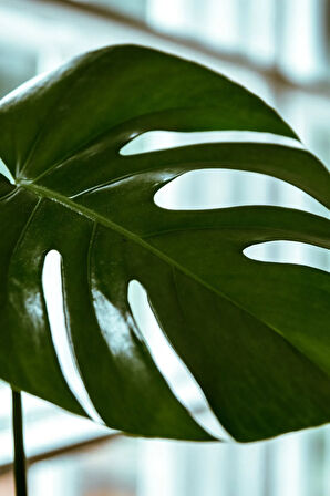 Monstera Deliciosa - Deve Tabanı Canlı Salon Bitkisi - 80 - 100 cm