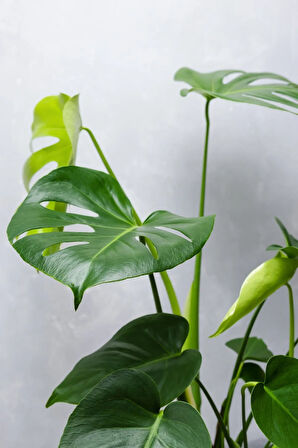 Monstera Deliciosa - Deve Tabanı Canlı Salon Bitkisi - 80 - 100 cm