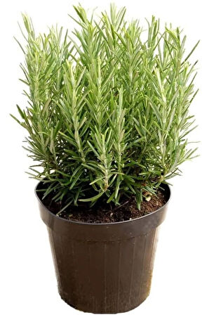Biberiye Bitkisi Çiçek Açan Cins 25- 35cm Aromatik (rosmarinus Officinalis) 14cm Saksıda