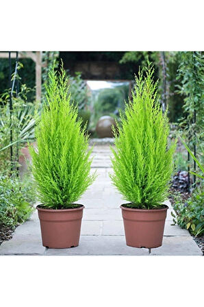 Çok Avantajlı Limon Kokulu Limoni Servi Cupressus Ev Ofis Salon Çamı 30-40 Cm