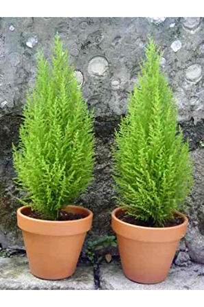 Çok Avantajlı Limon Kokulu Limoni Servi Cupressus Ev Ofis Salon Çamı 30-40 Cm