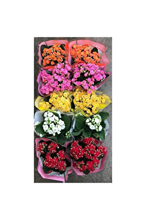 Kalanşo Çiçeği 2 Adet > Sürpriz Renk < 20 -25 Cm Kalanchoe Çiçeği Ev Ofis Bitkisi