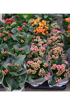 Kalanşo Çiçeği 2 Adet > Sürpriz Renk < 20 -25 Cm Kalanchoe Çiçeği Ev Ofis Bitkisi