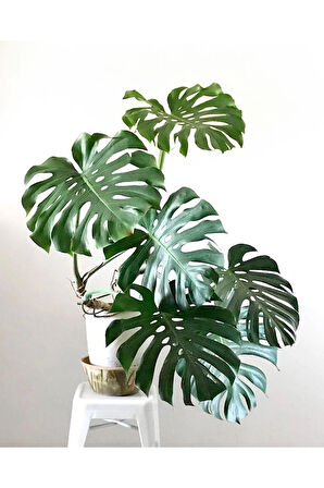Monstera Deliciosa Deve Tabanı 80-100 Cm