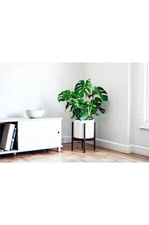 Monstera Deliciosa Deve Tabanı 80-100 Cm