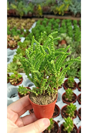Sukulent Prenses Çamı 3 Adet (kokulu Çiçek Açar) 5,5cm. Saksıda Crassula Muscosa
