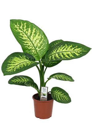 Difenbahya Bitkisi Dieffenbachia Tropic Snow Ev Ofis Salon Bitkisi 40-50 Cm