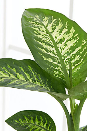 Difenbahya Bitkisi Dieffenbachia Tropic Snow Ev Ofis Salon Bitkisi 40-50 Cm